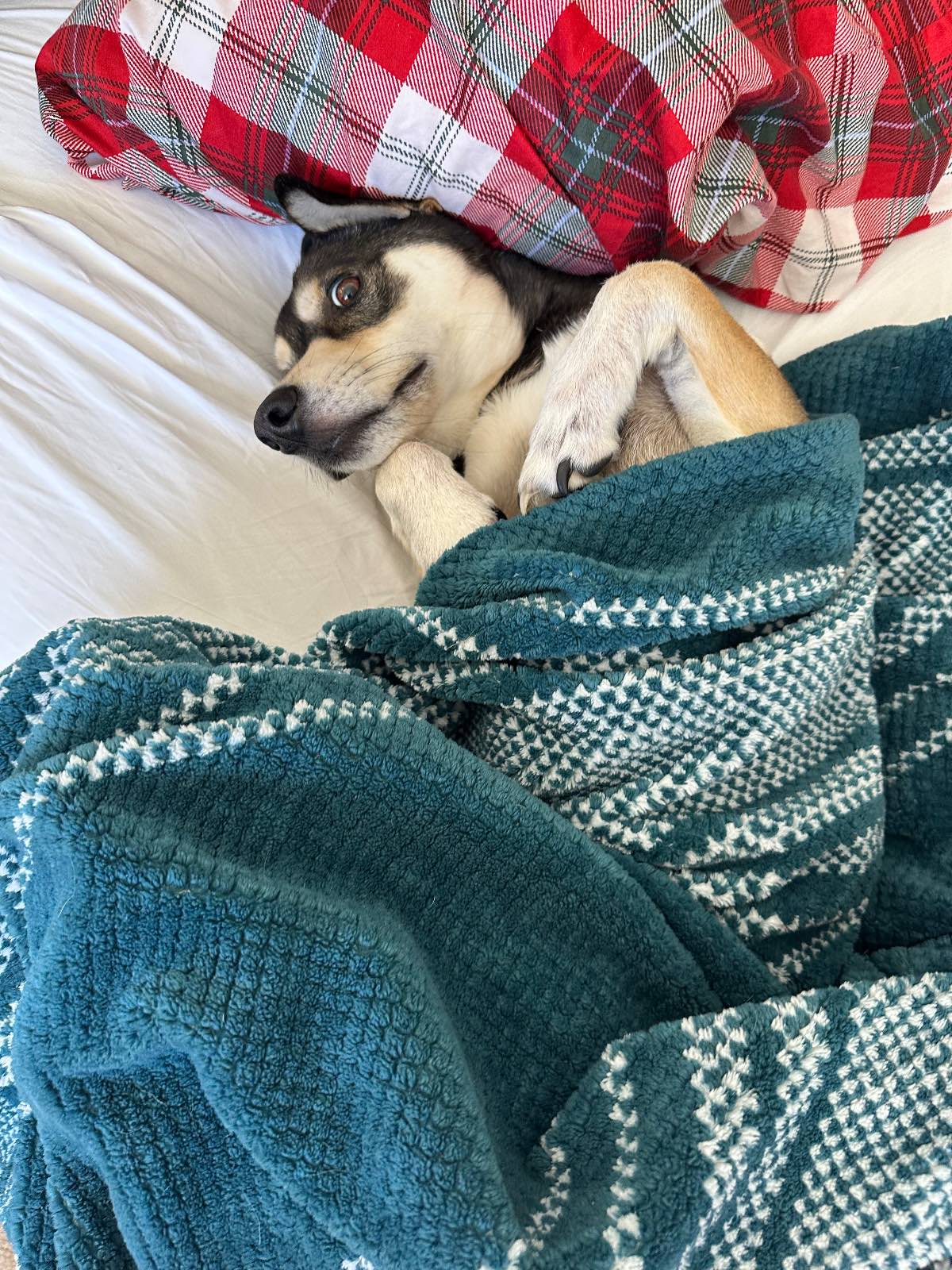 Toby napping