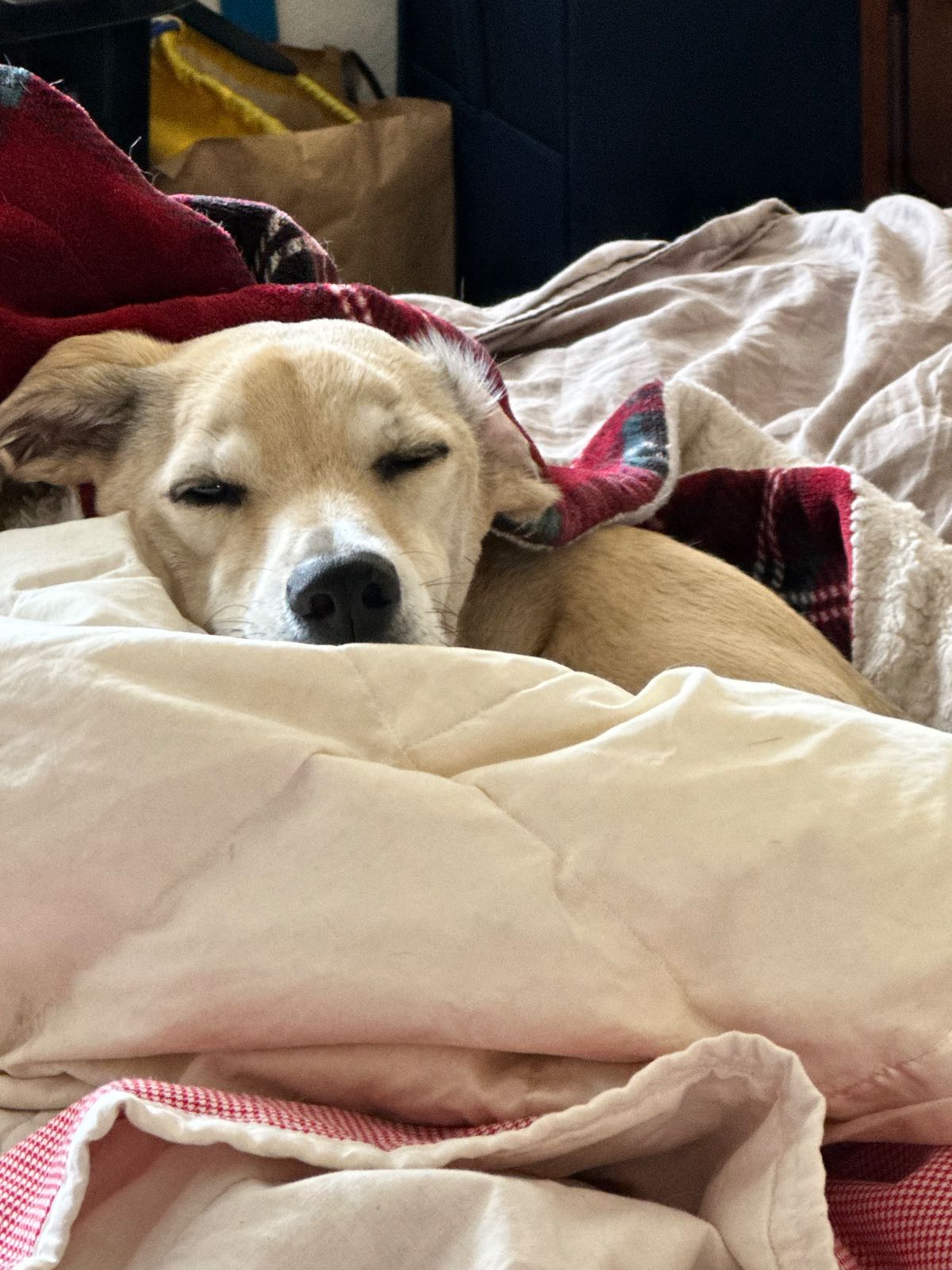 Sleepy Tucker